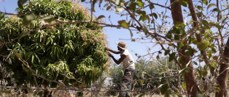 Un bando per supportare l'agricoltura familiare in Africa occidentale