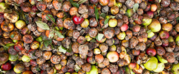 Spreco alimentare, la sfida passa dall’alleanza tra generazioni