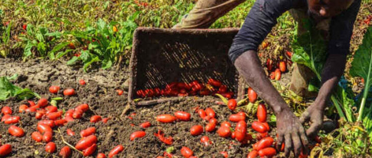 Contrasto allo sfruttamento lavorativo e al caporalato