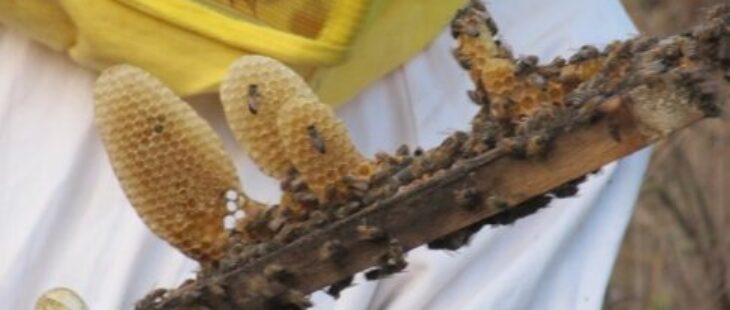 Sostegno all'apicoltura in Burkina Faso