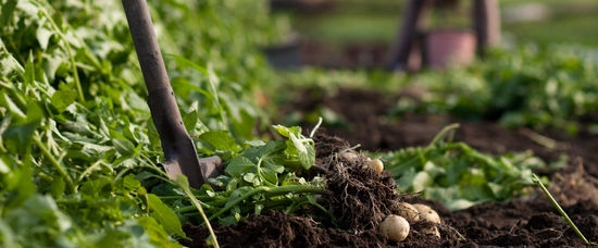 Verso una strategia nazionale per l'agroecologia